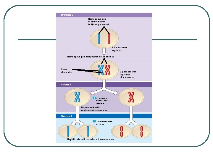 Interphase Homologous pair of chromosomes in diploid parent cell Chromosomes replicate Homologous pair of