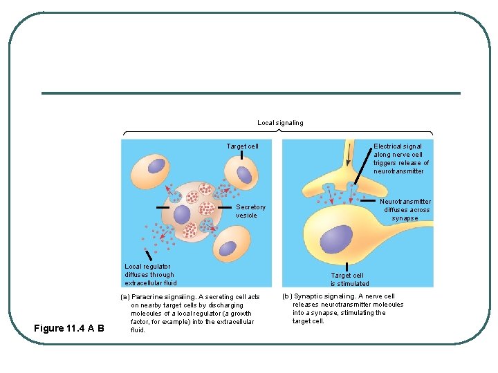 Local signaling Target cell Electrical signal along nerve cell triggers release of neurotransmitter Neurotransmitter