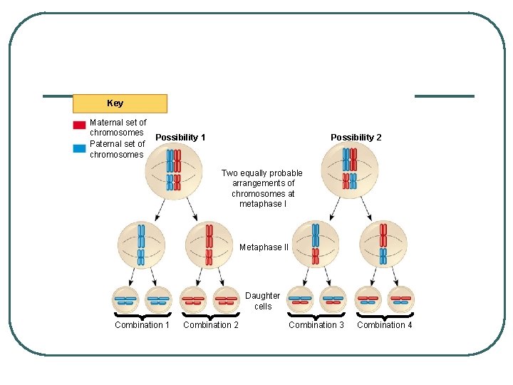 Key Maternal set of chromosomes Possibility 1 Possibility 2 Two equally probable arrangements of