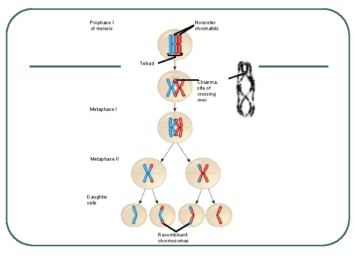 Prophase I of meiosis Nonsister chromatids Tetrad Chiasma, site of crossing over Metaphase II