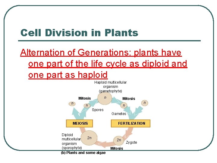 Cell Division in Plants Alternation of Generations: plants have one part of the life