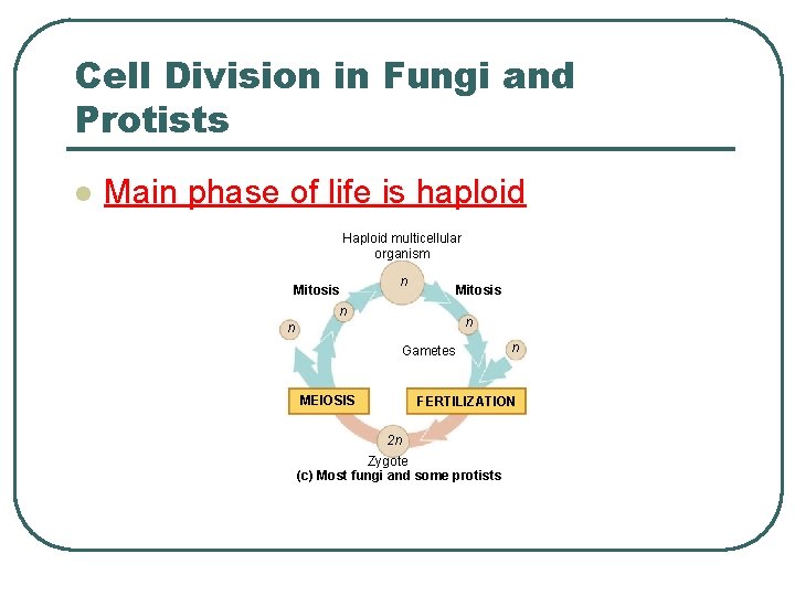 Cell Division in Fungi and Protists l Main phase of life is haploid Haploid