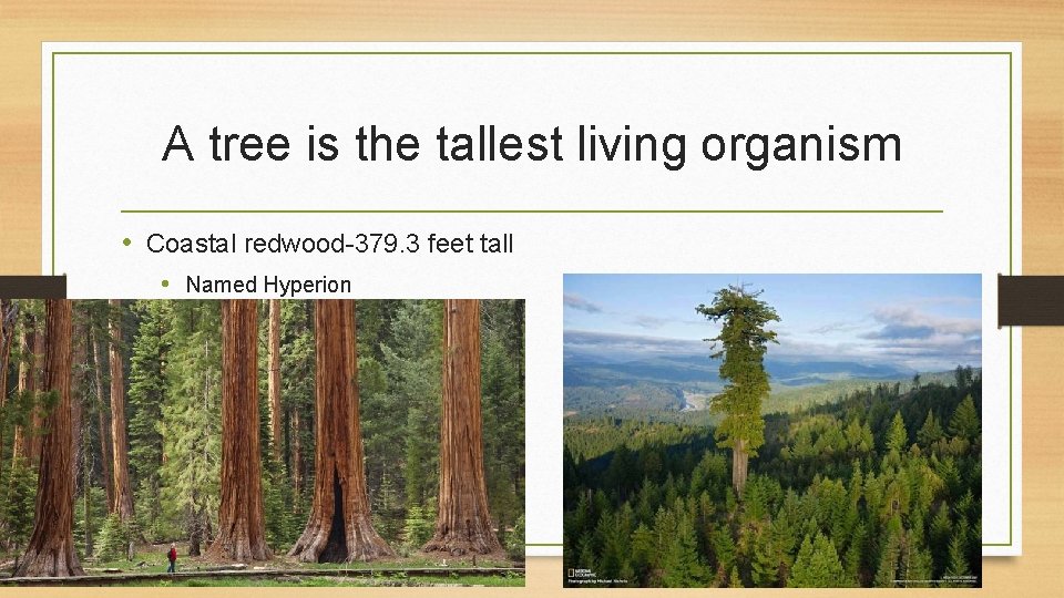 A tree is the tallest living organism • Coastal redwood-379. 3 feet tall •