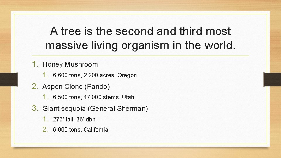 A tree is the second and third most massive living organism in the world.