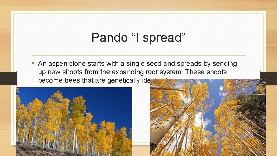 Pando “I spread” • An aspen clone starts with a single seed and spreads