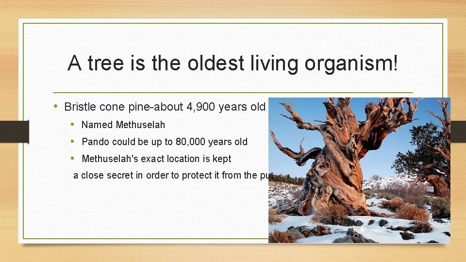 A tree is the oldest living organism! • Bristle cone pine-about 4, 900 years
