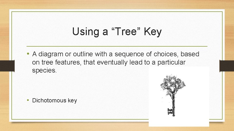 Using a “Tree” Key • A diagram or outline with a sequence of choices,