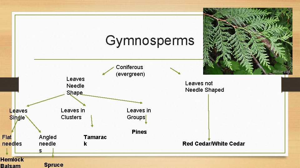 Gymnosperms Leaves Needle Shape Leaves in Clusters Leaves Single Flat needles Hemlock Angled needle