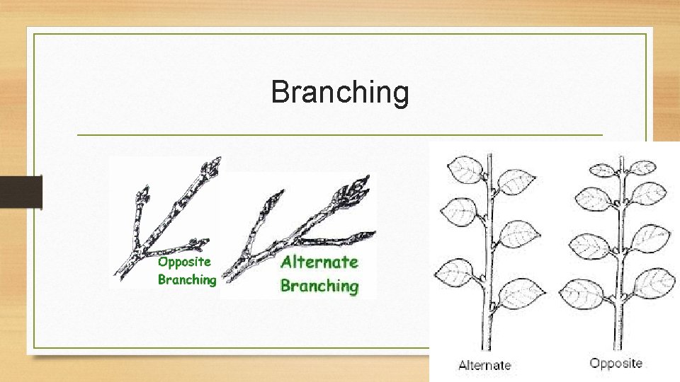 Branching 