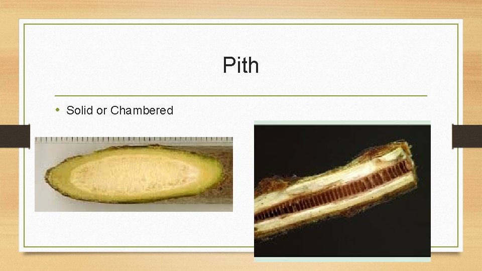 Pith • Solid or Chambered 