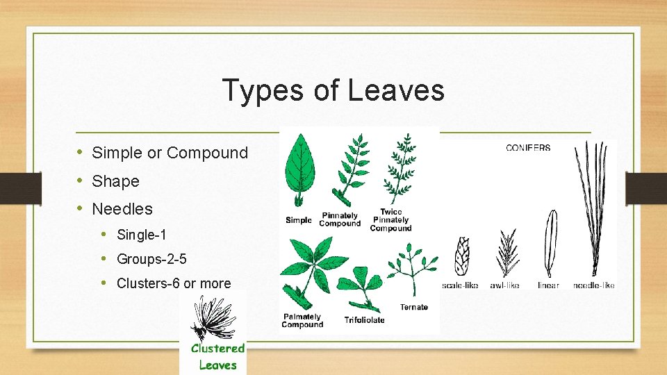 Types of Leaves • Simple or Compound • Shape • Needles • Single-1 •