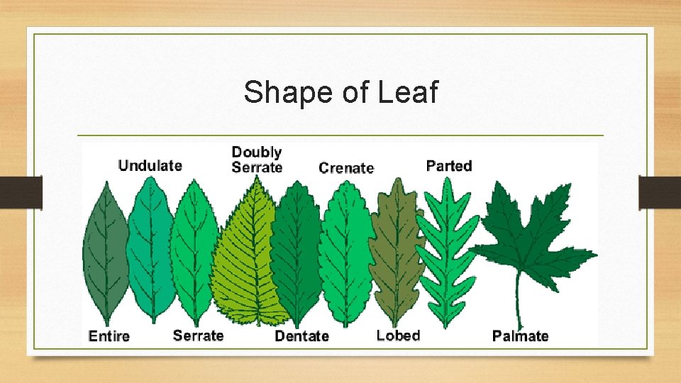 Shape of Leaf 