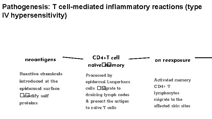 Pathogenesis: T cell-mediated inflammatory reactions (type IV hypersensitivity) neoantigens Reactive chemicals introduced at the