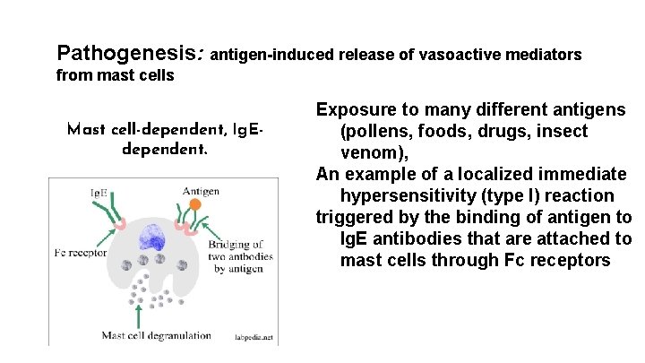 Pathogenesis: antigen-induced release of vasoactive mediators from mast cells Mast cell-dependent, Ig. Edependent. Exposure