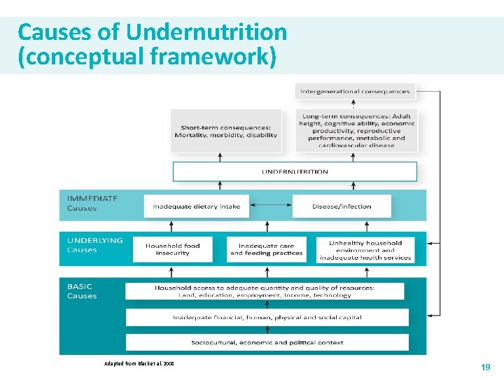 Causes of Undernutrition (conceptual framework) Adapted from Black et al. 2008 19 