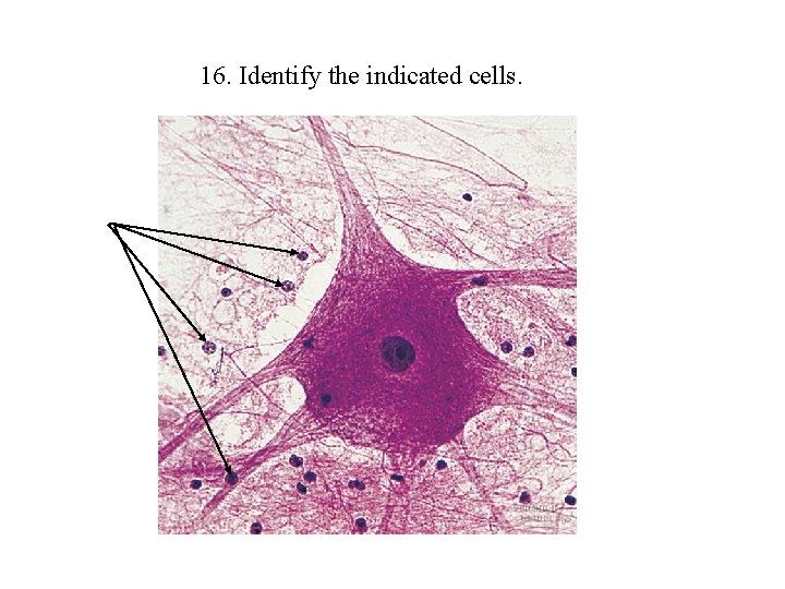 16. Identify the indicated cells. 