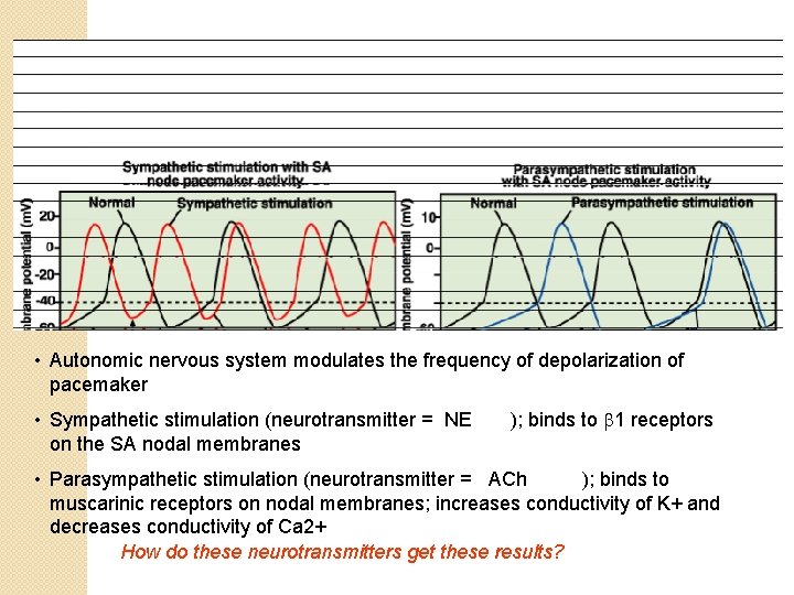  • Autonomic nervous system modulates the frequency of depolarization of pacemaker • Sympathetic