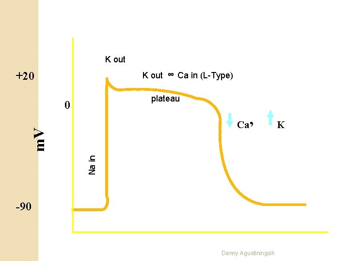 K out +20 K out ∞ Ca in (L-Type) plateau 0 Na in m.