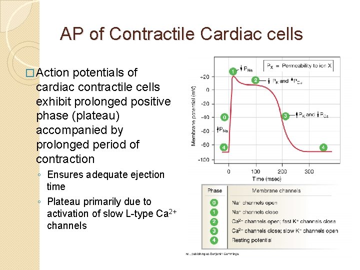 AP of Contractile Cardiac cells � Action potentials of cardiac contractile cells exhibit prolonged