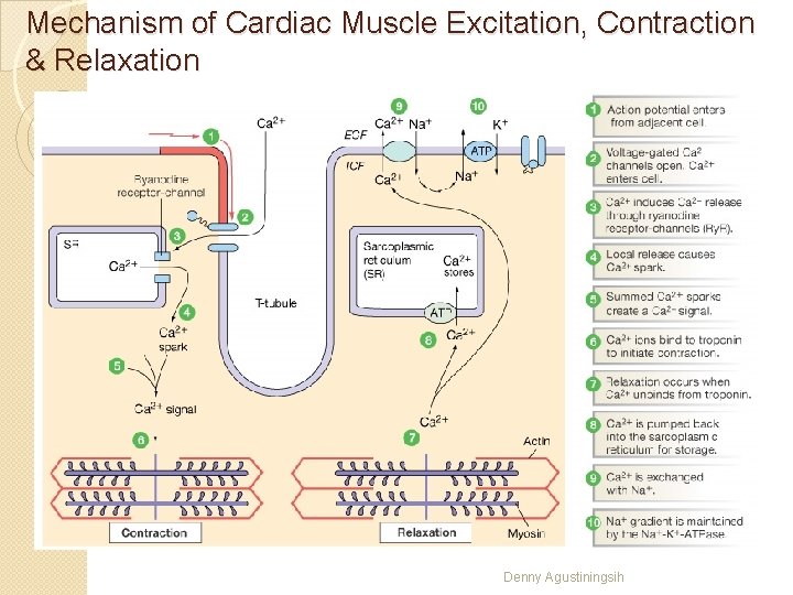Mechanism of Cardiac Muscle Excitation, Contraction & Relaxation Denny Agustiningsih 