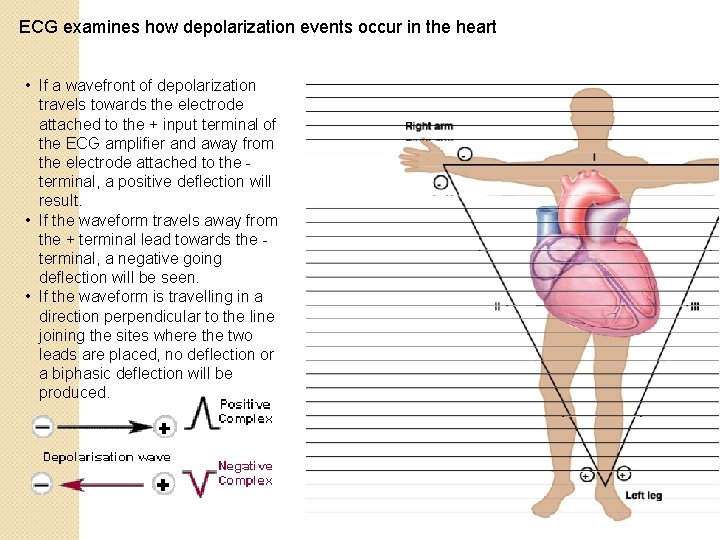 ECG examines how depolarization events occur in the heart • If a wavefront of