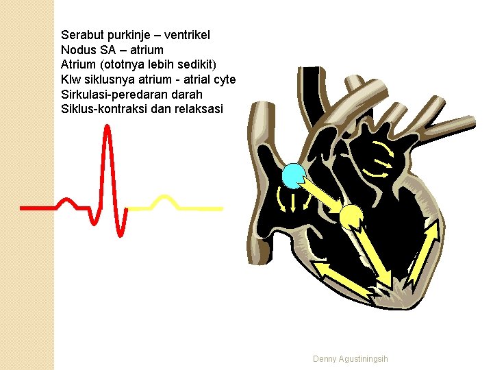 Serabut purkinje – ventrikel Nodus SA – atrium Atrium (ototnya lebih sedikit) Klw siklusnya