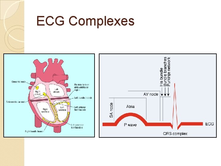 ECG Complexes 