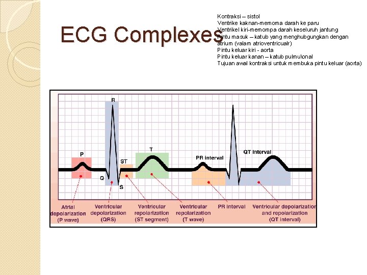 Kontraksi – sistol Ventrike kaknan-memoma darah ke paru Ventrikel kiri-memompa darah keseluruh jantung Pintu