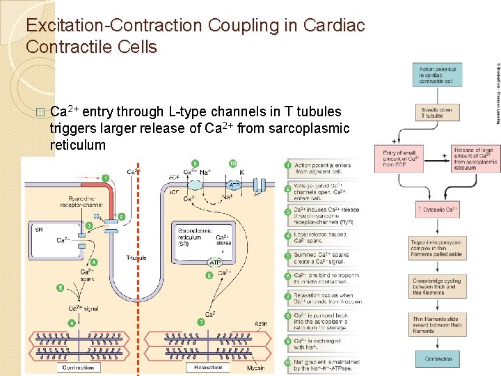 Excitation-Contraction Coupling in Cardiac Contractile Cells � Ca 2+ entry through L-type channels in