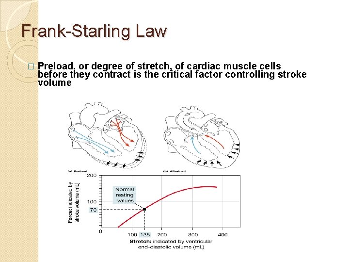 Frank-Starling Law � Preload, or degree of stretch, of cardiac muscle cells before they