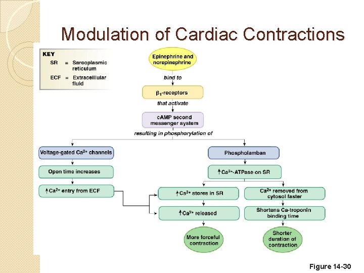 Modulation of Cardiac Contractions Figure 14 -30 
