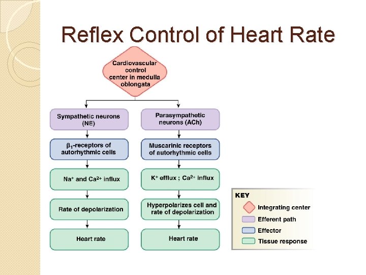 Reflex Control of Heart Rate 