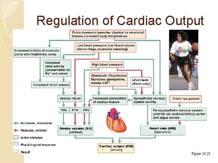 Regulation of Cardiac Output Figure 18. 23 