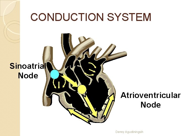 CONDUCTION SYSTEM Sinoatrial Node Atrioventricular Node Denny Agustiningsih 