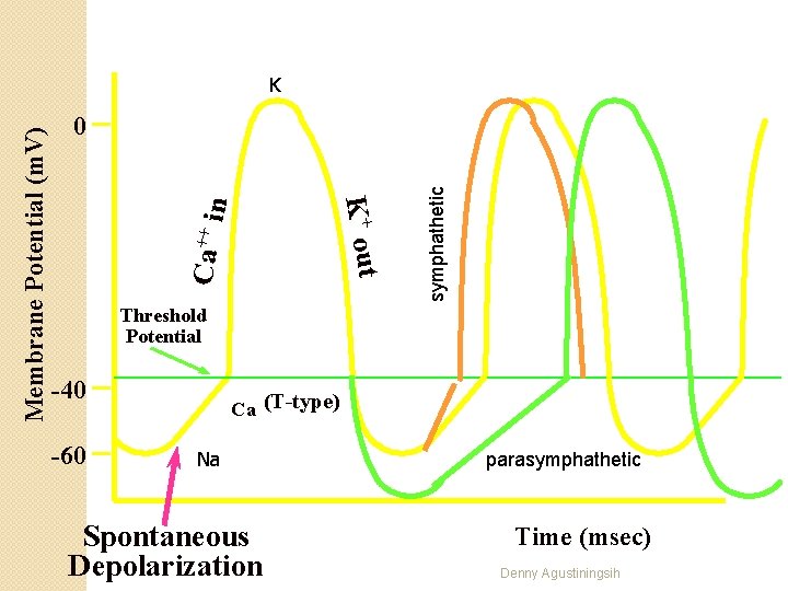 Ca ++ in symphathetic 0 K+ out Membrane Potential (m. V) K Threshold Potential
