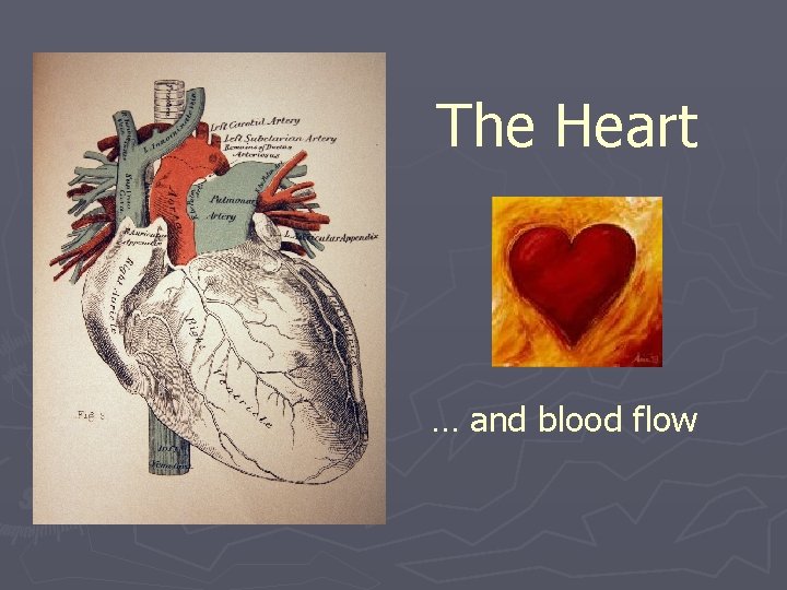 The Heart … and blood flow 