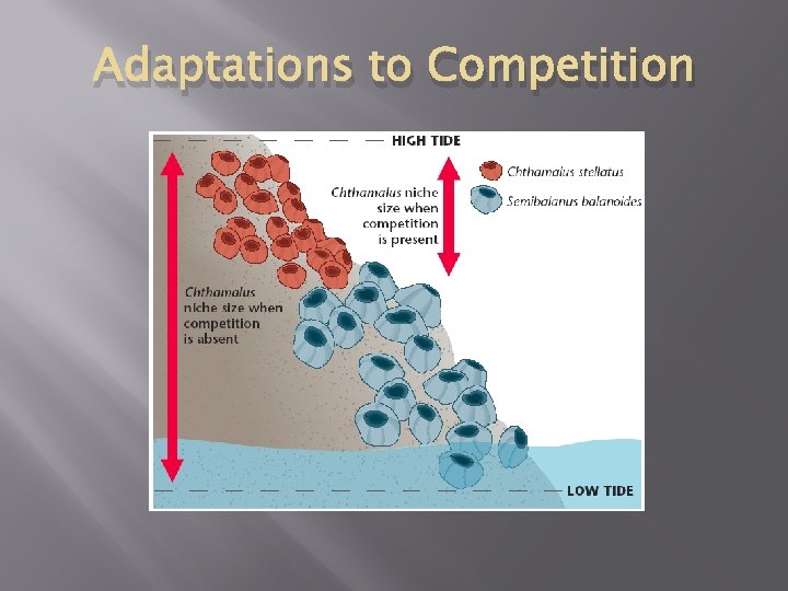 Adaptations to Competition 