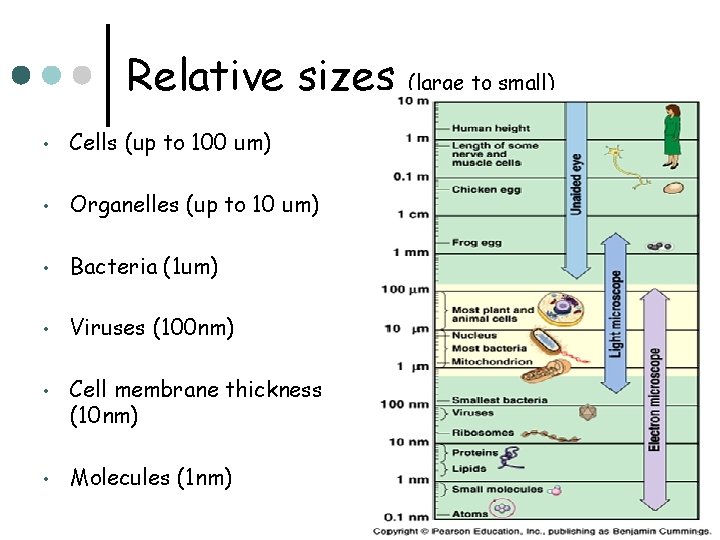 Relative sizes • Cells (up to 100 um) • Organelles (up to 10 um)