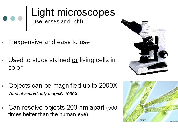Light microscopes (use lenses and light) • Inexpensive and easy to use • Used