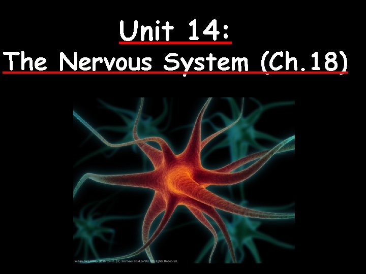 Unit 14: The Nervous System (Ch. 18) 