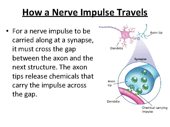 - How the Nervous System Works How a Nerve Impulse Travels • For a