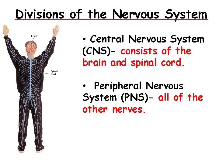 - Divisions of the Nervous System • Central Nervous System (CNS)- consists of the