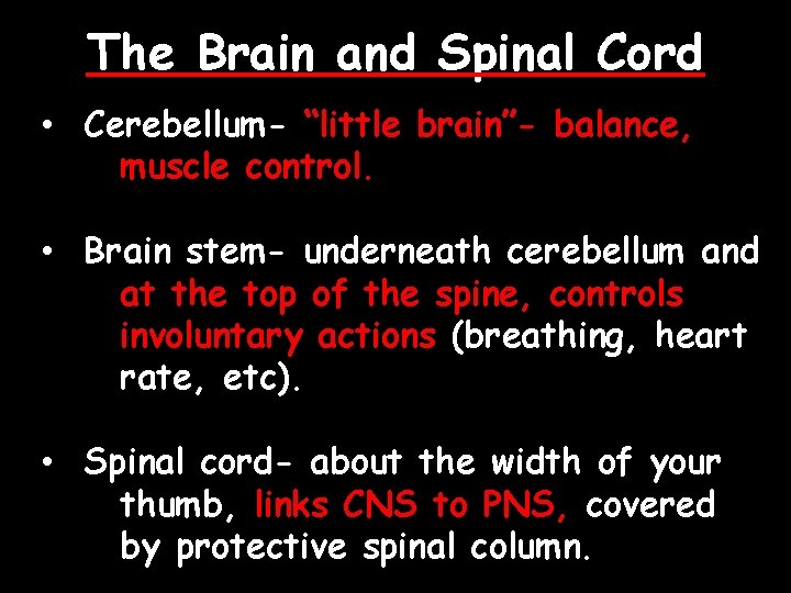 The Brain and Spinal Cord • Cerebellum- “little brain”- balance, muscle control. • Brain