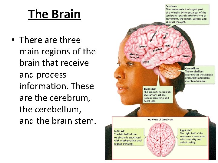 - Divisions of the Nervous System The Brain • There are three main regions
