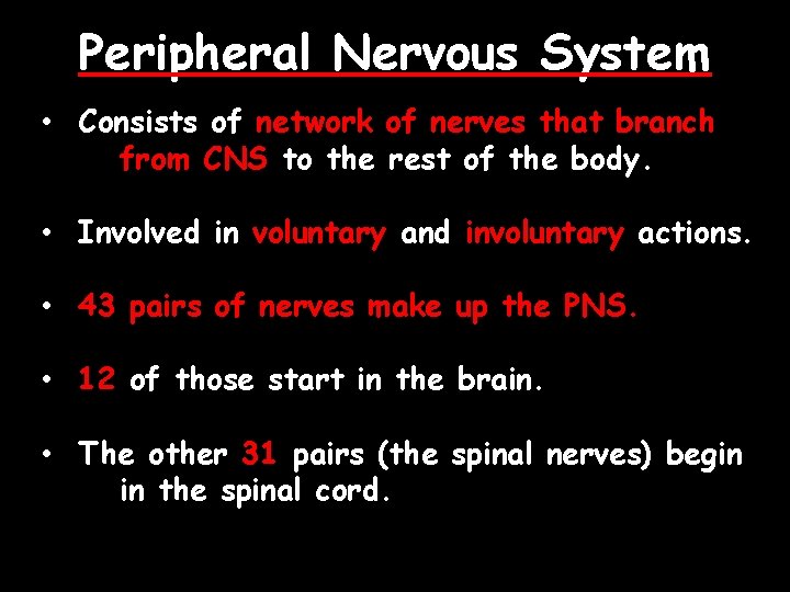 Peripheral Nervous System • Consists of network of nerves that branch from CNS to