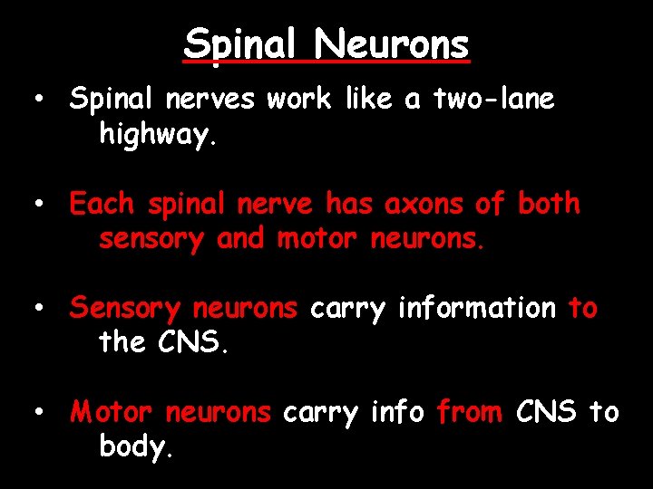 Spinal Neurons • Spinal nerves work like a two-lane highway. • Each spinal nerve
