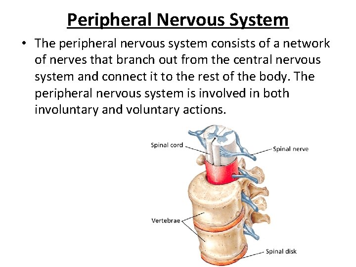 - Divisions of the Nervous System Peripheral Nervous System • The peripheral nervous system