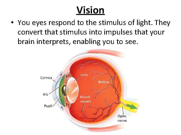 - The Senses Vision • You eyes respond to the stimulus of light. They