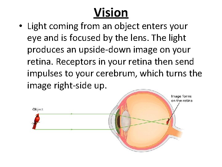 - The Senses Vision • Light coming from an object enters your eye and