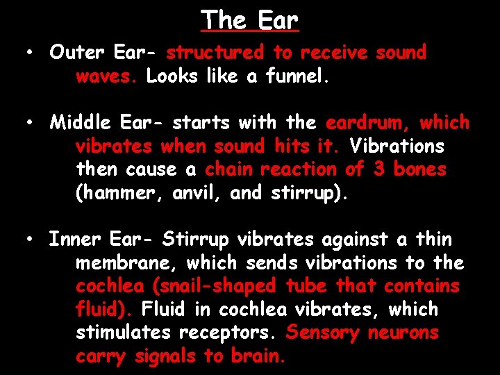 The Ear • Outer Ear- structured to receive sound waves. Looks like a funnel.
